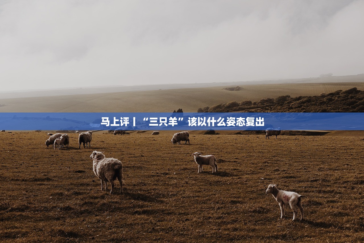 马上评丨“三只羊”该以什么姿态复出