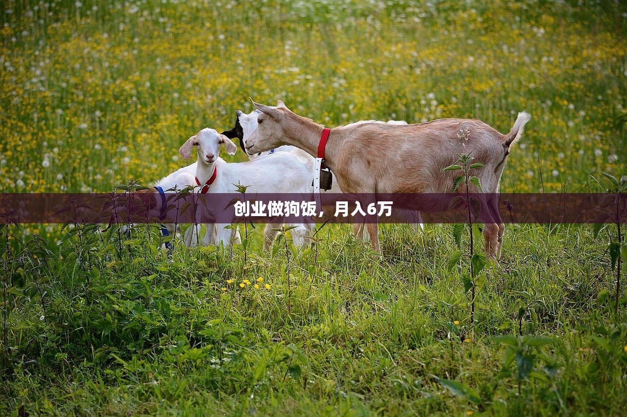 创业做狗饭，月入6万