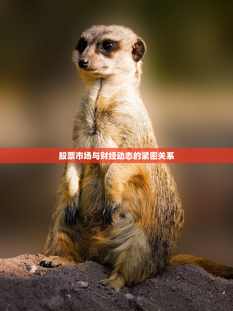 股票市场与财经动态的紧密关系